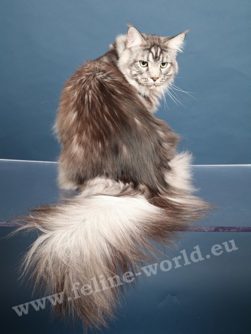 maine_coon_19 (Race)